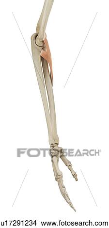 Picture - Human arm muscles, computer illustration.. Fotosearch