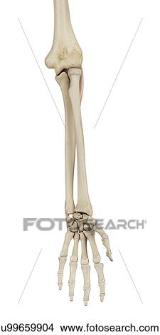 Human arm muscles, computer illustration. View Large Photo Image Picture - Human arm muscles, computer illustration.. Fotosearch
