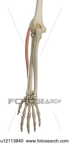 Human arm muscles, computer illustration. View Large Photo Image Stock Image - Human arm muscles, computer illustration.. Fotosearch