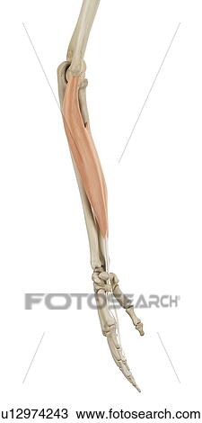 Stock Image - Human arm muscles, computer illustration.. Fotosearch