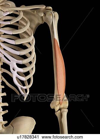 Human arm muscles, computer illustration. View Large Photo Image Stock Image - Human arm muscles, computer illustration.. Fotosearch