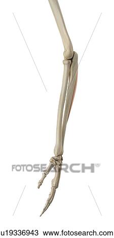 Stock Image - Human arm muscles, computer illustration.. Fotosearch