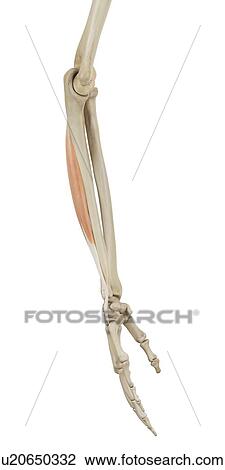 Human arm muscles, computer illustration. View Large Photo Image Stock Image - Human arm muscles, computer illustration.. Fotosearch