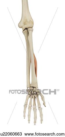 Human arm muscles, computer illustration. View Large Photo Image Stock Image - Human arm muscles, computer illustration.. Fotosearch