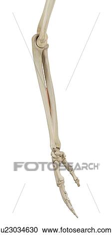 Human arm muscles, computer illustration. View Large Photo Image Stock Image - Human arm muscles, computer illustration.. Fotosearch