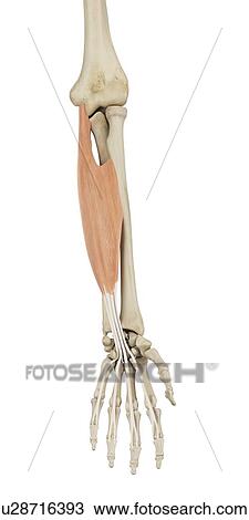 Human arm muscles, computer illustration. View Large Photo Image Stock Image - Human arm muscles, computer illustration.. Fotosearch