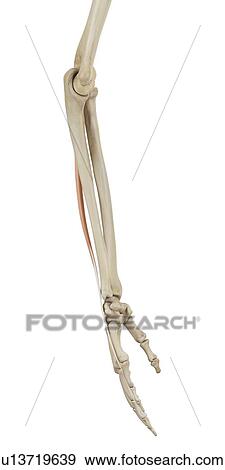 Human arm muscles, computer illustration. View Large Photo Image Stock Photo - Human arm muscles, computer illustration.. Fotosearch