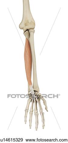 Human arm muscles, computer illustration. View Large Photo Image Stock Photo - Human arm muscles, computer illustration.. Fotosearch