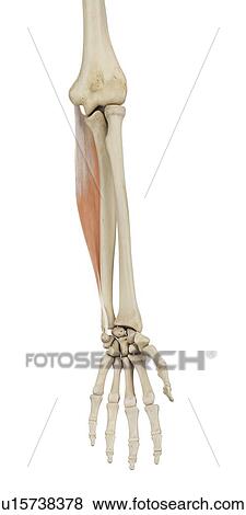Stock Photo - Human arm muscles, computer illustration.. Fotosearch