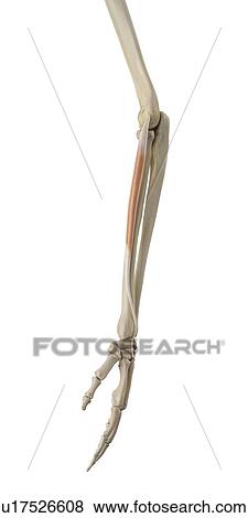 Human arm muscles, computer illustration. View Large Photo Image Stock Photo - Human arm muscles, computer illustration.. Fotosearch