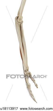 Human arm muscles, computer illustration. View Large Photo Image Stock Photo - Human arm muscles, computer illustration.. Fotosearch