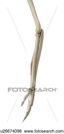 Stock Photo - Human arm muscles, computer illustration.. Fotosearch