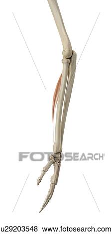 Human arm muscles, computer illustration. View Large Photo Image Stock Photo - Human arm muscles, computer illustration.. Fotosearch