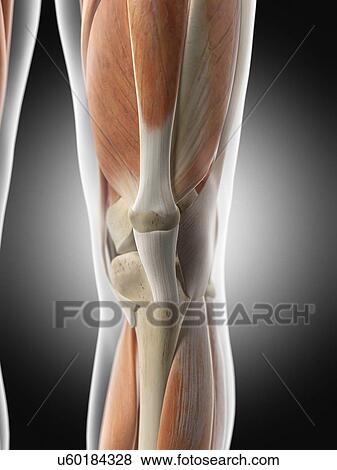 Human arm muscles, computer illustration. View Large Photo Image Stock Photo - Human arm muscles, computer illustration.. Fotosearch