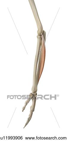Human arm muscles, computer illustration. View Large Photo Image Stock Photograph - Human arm muscles, computer illustration.. Fotosearch