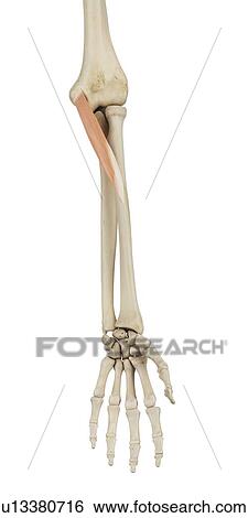 Human arm muscles, computer illustration. View Large Photo Image Stock Photograph - Human arm muscles, computer illustration.. Fotosearch