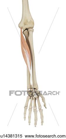 Human arm muscles, computer illustration. View Large Photo Image Stock Photography - Human arm muscles, computer illustration.. Fotosearch