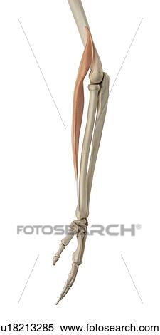 Human arm muscles, computer illustration. View Large Photo Image Stock Photography - Human arm muscles, computer illustration.. Fotosearch