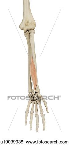 Stock Photography - Human arm muscles, computer illustration.. Fotosearch