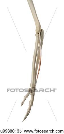 Human arm muscles, computer illustration. View Large Photo Image Stock Photography - Human arm muscles, computer illustration.. Fotosearch