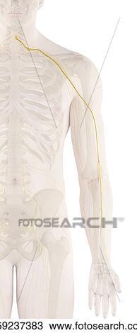 Human arm nerve, computer illustration. View Large Photo Image Stock Image - Human arm nerve, computer illustration.. Fotosearch