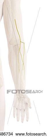 Human arm nerves, computer illustration. View Large Photo Image Picture - Human arm nerves, computer illustration.. Fotosearch