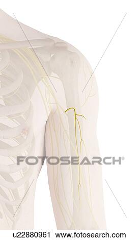 Human arm nerves, computer illustration. View Large Photo Image Stock Image - Human arm nerves, computer illustration.. Fotosearch