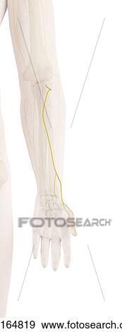 Human arm nerves, computer illustration. View Large Photo Image Stock Photo - Human arm nerves, computer illustration.. Fotosearch