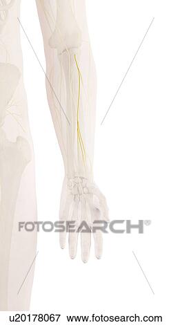 Stock Photo - Human arm nerves, computer illustration.. Fotosearch