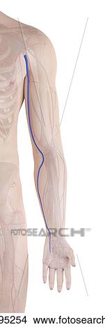 Human arm vein, computer illustration. View Large Photo Image Picture - Human arm vein, computer illustration.. Fotosearch