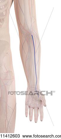 Human arm vein, computer illustration. View Large Photo Image Stock Image - Human arm vein, computer illustration.. Fotosearch