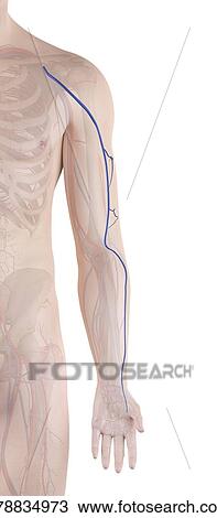Stock Image - Human arm vein, computer illustration.. Fotosearch