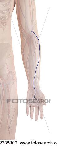 Stock Photo - Human arm vein, computer illustration.. Fotosearch