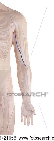 Human arm vein, computer illustration. View Large Photo Image Stock Photograph - Human arm vein, computer illustration.. Fotosearch