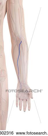 Stock Photograph - Human arm vein, computer illustration.. Fotosearch