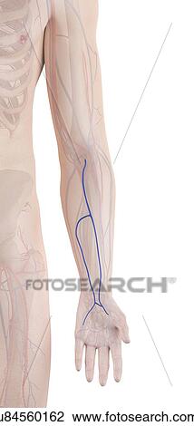 Human arm veins, computer illustration. View Large Photo Image Stock Image - Human arm veins, computer illustration.. Fotosearch