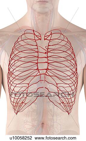 Stock Image - Human arteries, computer illustration.. Fotosearch
