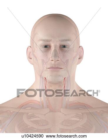 Human arteries, computer illustration. View Large Photo Image Stock Image - Human arteries, computer illustration.. Fotosearch
