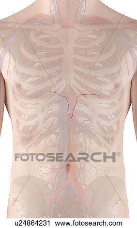 Human arteries, computer illustration. View Large Photo Image Stock Image - Human arteries, computer illustration.. Fotosearch