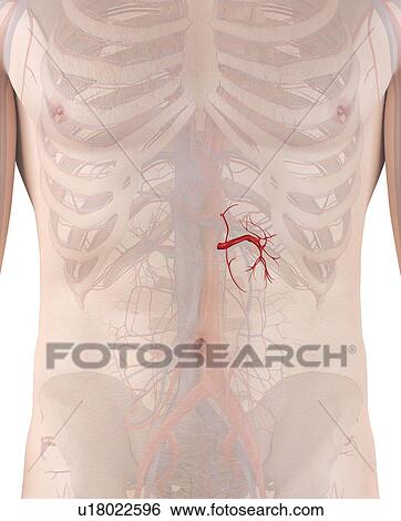 Human arteries, computer illustration. View Large Photo Image Stock Photograph - Human arteries, computer illustration.. Fotosearch