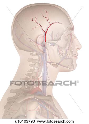 Human artery, computer illustration. View Large Photo Image Stock Image - Human artery, computer illustration.. Fotosearch