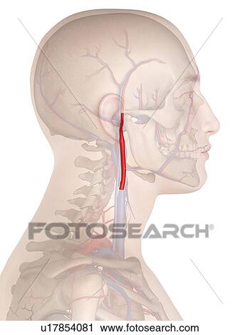 Stock Image - Human artery, computer illustration.. Fotosearch