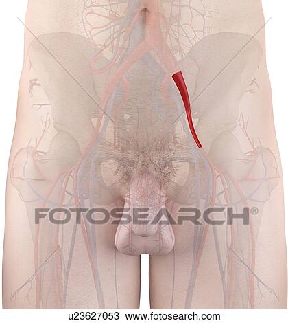 Stock Image - Human artery, computer illustration.. Fotosearch
