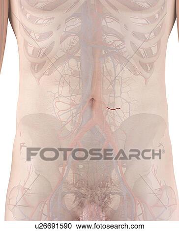 Human artery, computer illustration. View Large Photo Image Stock Image - Human artery, computer illustration.. Fotosearch