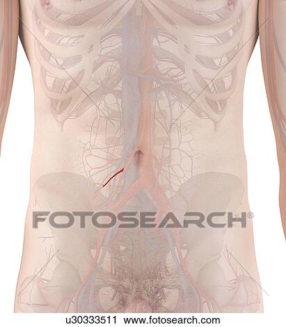Stock Image - Human artery, computer illustration.. Fotosearch