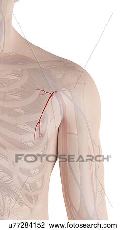 Stock Image - Human artery, computer illustration.. Fotosearch
