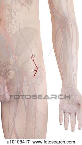 Stock Photo - Human artery, computer illustration.. Fotosearch