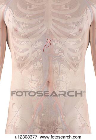 Stock Photo - Human artery, computer illustration.. Fotosearch