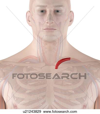 Stock Photo - Human artery, computer illustration.. Fotosearch
