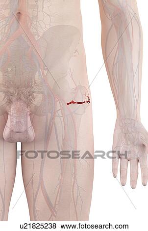 Human artery, computer illustration. View Large Photo Image Stock Photo - Human artery, computer illustration.. Fotosearch